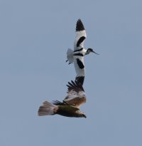 6L8A7085-DxO_Pied_Avocet_mobbing_Marsh_Harrier_1120_200.jpg