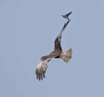 6L8A8621-DxO__barnswallow_mobbing_marsh_harrier-ts.jpeg
