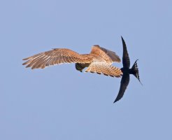 6L8A8889-DxO_Kestrel_hovering_mobbed_by_barnswallow_gifsh vcrop.jpg