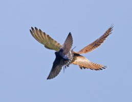 6L8A8890-DxO_Kestrel_hovering_mobbed_by_barnswallow_gifsh vcop.jpg