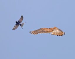 6L8A8891-DxO_Kestrel_hovering_mobbed_by_barnswallow_gifsh_vcrop.jpg