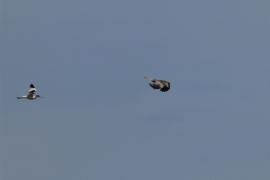 Pied_Avocet_Mobbing_Marsh_harrier.gif