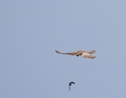 Kestrel_Mobbed_By_Barnswallow.gif