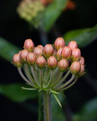 IMG_8762.jpg