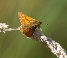 6L8A9443-DxO_Large_Skipper_Butterfly.jpg