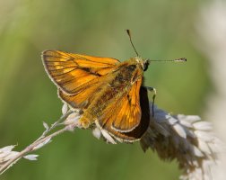 6L8A9452-DxO_Large_Skipper_Butterfly.jpg