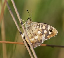 6L8A9457-DxO_Speckled_wood_butterfly_ed.jpg