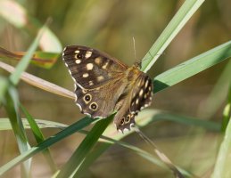 6L8A9462-DxO_Speckled_wood_butterfly_ed.jpg