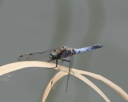 6L8A9694-DxO_black-tailed_skimmer_dragonfly.jpg