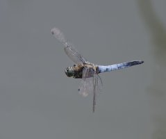 6L8A9753-DxO_blacktailed_skimmer_flying.jpg