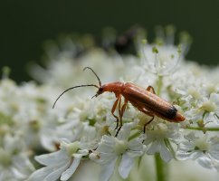 6L8A9617-DxO_common_red_soldier_beetle.jpg