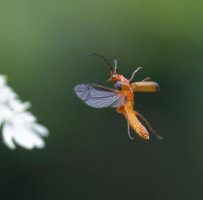 6L8A9605-DxO_common_red_soldier_beetle_flying-lstm-dn.jpeg