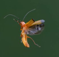 6L8A9608-DxO_common_red_soldier_beetle_flying-lstm-dn.jpeg