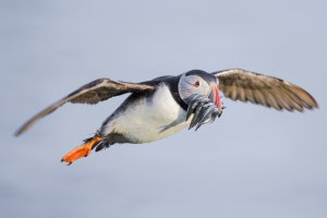 Puffin 8.jpg