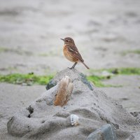Stonechat II.jpg
