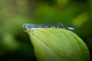 IMG_9078-Edit.jpg