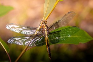 IMG_9070-Edit.jpg