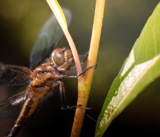 IMG_9069-Edit.jpg