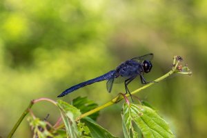 IMG_9015-Edit.jpg