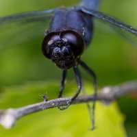 IMG_8992-Edit.jpg