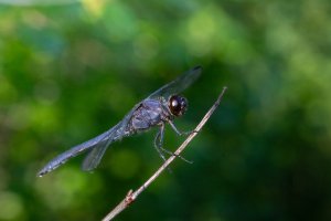IMG_8983-Edit.jpg
