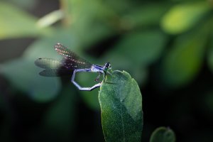 IMG_8963-Edit.jpg