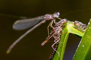 IMG_8890-Edit - Copy.jpg