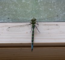 6L8A0490-DxO_Southern_Hawker.jpg
