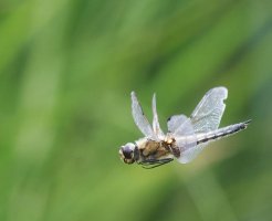 6L8A0523-DxO_four_spotted_chaser_Dragonfly_flying.jpg