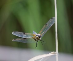 6L8A0602-DxO_four_spotted_chaser_Dragonfly_flying.jpg
