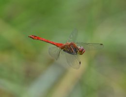 6L8A0619-DxO_Ruddy_Darter_Dragonfly_flying.jpg