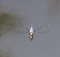 6L8A0621-DxO_blacktailed-skimmer_Dragonfly_flying-ts.jpeg