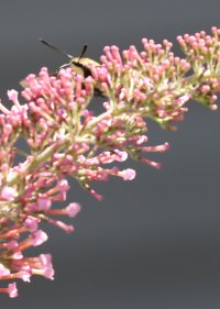 IMG_7555 picasa crop.JPG