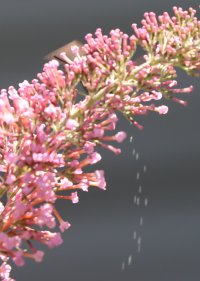 IMG_7556 picasa crop.JPG