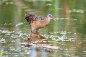 Raw 01-5845  Virginia Rail.jpg
