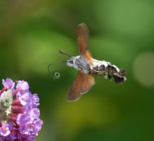 6L8A0917-DxO_Hummingbird_Hawkmoth_moth_moth1_tongue.jpg