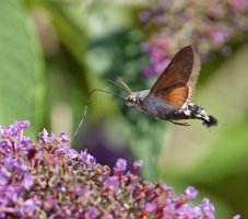 6L8A1123-DxO_Hummingbird_Hawkmoth_moth+0.4.jpg