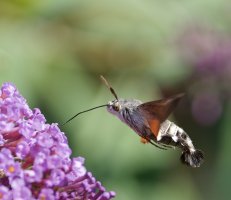 6L8A1301-DxO_Hummingbird_Hawkmoth_moth_moth2.jpg