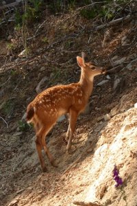 fawn.jpg fawn.jpg