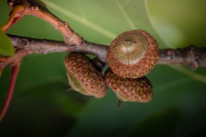 1V0A3097-Edit.jpg