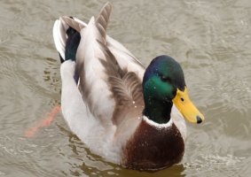 IMG_0369 DUCK.JPG