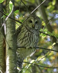 IMG_4314-Owl Post.jpg