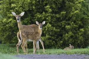 august doe & fawn seasons.jpg