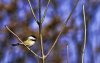 Chickadee.jpg