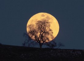 Oaktree_moon_silhouette_8417.jpg