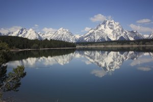 Jackson Lake Duck.jpg
