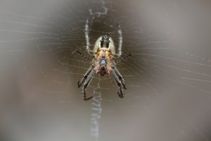 IMG_2236brs1200x800.JPG