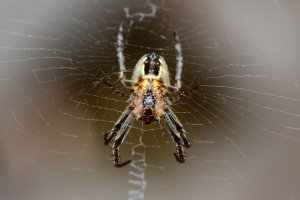 IMG_2236rcs1200x800.jpg