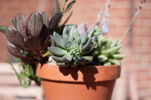 5D_Bokeh_Test-2811(40D_50).jpg