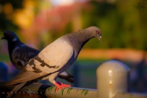 pigeon.jpg